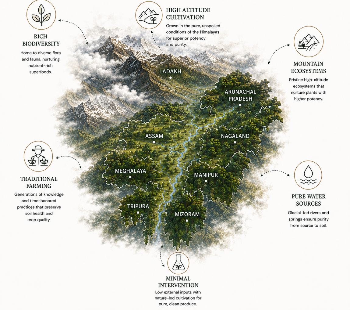 Illustrated map of Northeast India and the Himalayas showing Ladakh, Assam, Meghalaya, Arunachal Pradesh, Nagaland, Manipur, Mizoram and Tripura, and the biodiversity factors that shape EasternRidge Organics ingredients